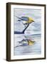 A Small Yellow Bird Lookin at His Reflection in the Water-Rusty Frentner-Framed Giclee Print