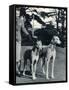 A Smart Young Woman Taking Two Magnificent, Muscular Greyhounds for their Daily Exercise-null-Framed Stretched Canvas