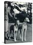 A Smart Young Woman Taking Two Magnificent, Muscular Greyhounds for their Daily Exercise-null-Stretched Canvas