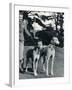 A Smart Young Woman Taking Two Magnificent, Muscular Greyhounds for their Daily Exercise-null-Framed Photographic Print