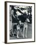 A Smart Young Woman Taking Two Magnificent, Muscular Greyhounds for their Daily Exercise-null-Framed Photographic Print