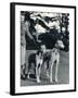 A Smart Young Woman Taking Two Magnificent, Muscular Greyhounds for their Daily Exercise-null-Framed Photographic Print