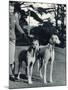 A Smart Young Woman Taking Two Magnificent, Muscular Greyhounds for their Daily Exercise-null-Mounted Photographic Print