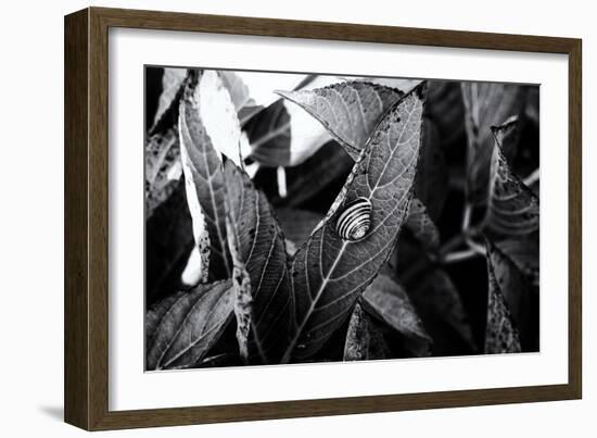 A Snail on a Leaf Among Other Leaves-Henriette Lund Mackey-Framed Photographic Print