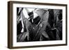 A Snail on a Leaf Among Other Leaves-Henriette Lund Mackey-Framed Photographic Print