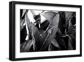 A Snail on a Leaf Among Other Leaves-Henriette Lund Mackey-Framed Photographic Print