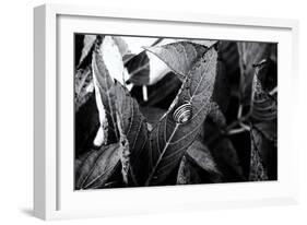 A Snail on a Leaf Among Other Leaves-Henriette Lund Mackey-Framed Photographic Print