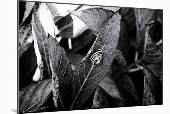 A Snail on a Leaf Among Other Leaves-Henriette Lund Mackey-Mounted Photographic Print