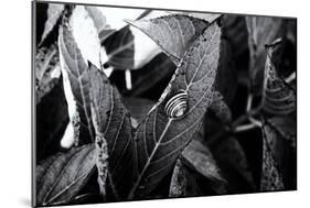 A Snail on a Leaf Among Other Leaves-Henriette Lund Mackey-Mounted Photographic Print