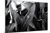 A Snail on a Leaf Among Other Leaves-Henriette Lund Mackey-Mounted Photographic Print