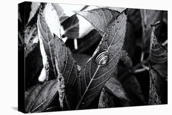 A Snail on a Leaf Among Other Leaves-Henriette Lund Mackey-Stretched Canvas