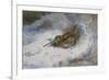 A Snipe in the Snow-Archibald Thorburn-Framed Giclee Print