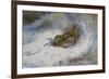 A Snipe in the Snow-Archibald Thorburn-Framed Giclee Print