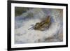 A Snipe in the Snow-Archibald Thorburn-Framed Giclee Print