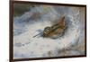 A Snipe in the Snow-Archibald Thorburn-Framed Giclee Print