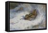 A Snipe in the Snow-Archibald Thorburn-Framed Stretched Canvas