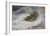 A Snipe in the Snow-Archibald Thorburn-Framed Giclee Print