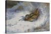 A Snipe in the Snow-Archibald Thorburn-Stretched Canvas