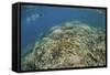 A Snorkeler Explores a Healthy Coral Reef in Palau's Lagoon-Stocktrek Images-Framed Stretched Canvas
