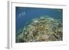A Snorkeler Explores a Healthy Coral Reef in Palau's Lagoon-Stocktrek Images-Framed Photographic Print