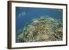 A Snorkeler Explores a Healthy Coral Reef in Palau's Lagoon-Stocktrek Images-Framed Photographic Print