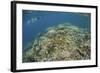 A Snorkeler Explores a Healthy Coral Reef in Palau's Lagoon-Stocktrek Images-Framed Photographic Print
