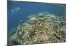 A Snorkeler Explores a Healthy Coral Reef in Palau's Lagoon-Stocktrek Images-Mounted Photographic Print