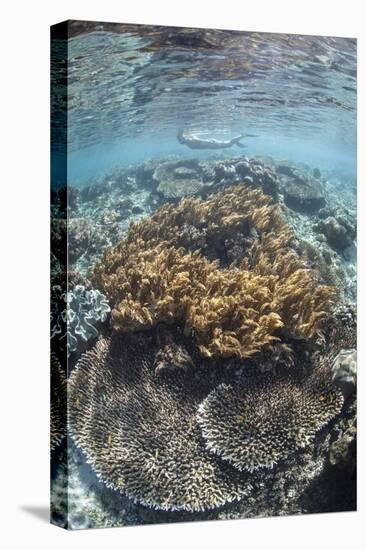 A Snorkeler Explores a Shallow Lagoon in Raja Ampat-Stocktrek Images-Stretched Canvas