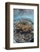 A Snorkeler Explores a Shallow Lagoon in Raja Ampat-Stocktrek Images-Framed Photographic Print