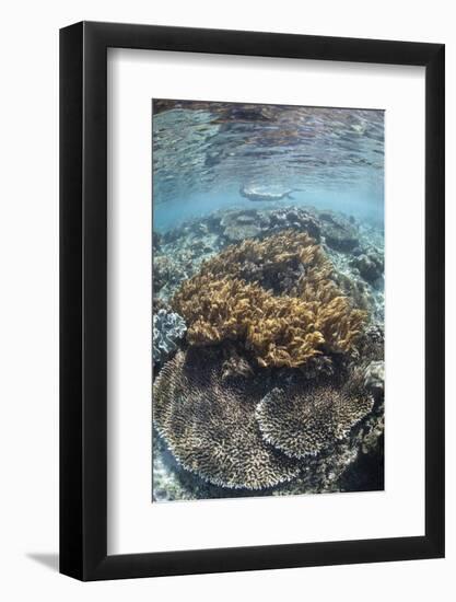 A Snorkeler Explores a Shallow Lagoon in Raja Ampat-Stocktrek Images-Framed Photographic Print