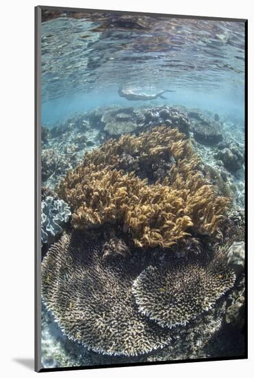 A Snorkeler Explores a Shallow Lagoon in Raja Ampat-Stocktrek Images-Mounted Photographic Print