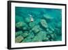 A Snorkeler Explores the Scenic Rock Formations of the Islands of Lake Malawi, Malawi, Africa.-SAPhotog-Framed Photographic Print