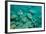 A Snorkeler Explores the Scenic Rock Formations of the Islands of Lake Malawi, Malawi, Africa.-SAPhotog-Framed Photographic Print