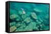 A Snorkeler Explores the Scenic Rock Formations of the Islands of Lake Malawi, Malawi, Africa.-SAPhotog-Framed Stretched Canvas