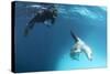 A Snorkeller Encounters a Leopard Seal, Astrolabe Island, Antarctica-null-Stretched Canvas