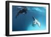 A Snorkeller Encounters a Leopard Seal, Astrolabe Island, Antarctica-null-Framed Photographic Print