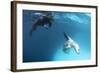 A Snorkeller Encounters a Leopard Seal, Astrolabe Island, Antarctica-null-Framed Photographic Print