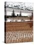 A Snow-Covered Vineyard is Seen During a Snowfall-null-Stretched Canvas