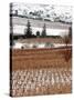 A Snow-Covered Vineyard is Seen During a Snowfall-null-Stretched Canvas