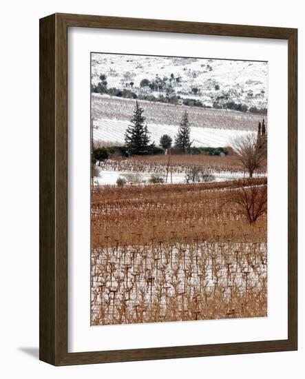 A Snow-Covered Vineyard is Seen During a Snowfall-null-Framed Photographic Print