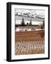 A Snow-Covered Vineyard is Seen During a Snowfall-null-Framed Photographic Print