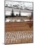 A Snow-Covered Vineyard is Seen During a Snowfall-null-Mounted Photographic Print