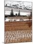 A Snow-Covered Vineyard is Seen During a Snowfall-null-Mounted Photographic Print