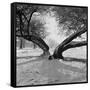 A Snow Scene in Richmond Park, Greater London-John Gay-Framed Stretched Canvas