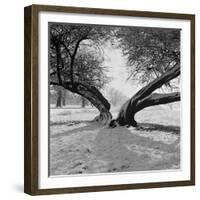 A Snow Scene in Richmond Park, Greater London-John Gay-Framed Premium Photographic Print