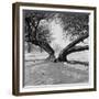 A Snow Scene in Richmond Park, Greater London-John Gay-Framed Premium Photographic Print