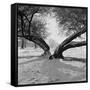 A Snow Scene in Richmond Park, Greater London-John Gay-Framed Stretched Canvas
