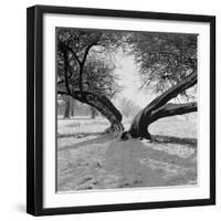 A Snow Scene in Richmond Park, Greater London-John Gay-Framed Photographic Print