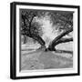 A Snow Scene in Richmond Park, Greater London-John Gay-Framed Photographic Print