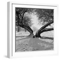 A Snow Scene in Richmond Park, Greater London-John Gay-Framed Photographic Print